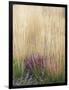 Purple Moor Grass (Molinia Caerulea)-Adrian Bicker-Framed Photographic Print