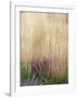 Purple Moor Grass (Molinia Caerulea)-Adrian Bicker-Framed Photographic Print