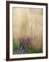 Purple Moor Grass (Molinia Caerulea)-Adrian Bicker-Framed Photographic Print