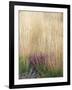 Purple Moor Grass (Molinia Caerulea)-Adrian Bicker-Framed Photographic Print