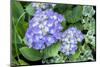 Purple Mophead hydrangea, USA-Lisa Engelbrecht-Mounted Photographic Print