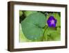 Purple morning glory-Anna Miller-Framed Photographic Print