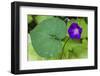 Purple morning glory-Anna Miller-Framed Photographic Print