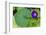 Purple morning glory-Anna Miller-Framed Photographic Print