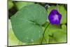 Purple morning glory-Anna Miller-Mounted Photographic Print