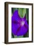 Purple morning glory-Anna Miller-Framed Photographic Print