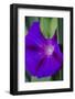 Purple morning glory-Anna Miller-Framed Photographic Print