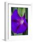 Purple morning glory-Anna Miller-Framed Photographic Print