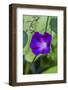 Purple morning glory-Anna Miller-Framed Photographic Print