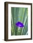 Purple morning glory-Anna Miller-Framed Photographic Print