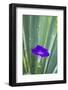 Purple morning glory-Anna Miller-Framed Photographic Print