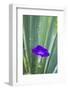 Purple morning glory-Anna Miller-Framed Photographic Print