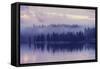 Purple Morning Mist-Vincent James-Framed Stretched Canvas