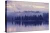 Purple Morning Mist-Vincent James-Stretched Canvas