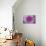 Purple Mum II-Erin Berzel-Stretched Canvas displayed on a wall