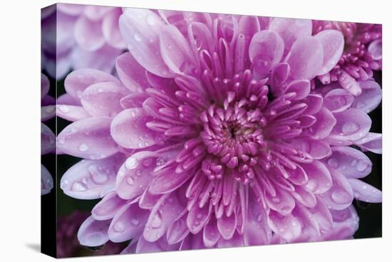 Purple Mum II-Erin Berzel-Stretched Canvas