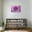 Purple Mum II-Erin Berzel-Stretched Canvas displayed on a wall