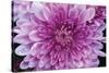 Purple Mum II-Erin Berzel-Stretched Canvas