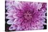 Purple Mum II-Erin Berzel-Stretched Canvas