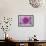 Purple Mum II-Erin Berzel-Framed Photographic Print displayed on a wall