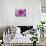 Purple Mum II-Erin Berzel-Photographic Print displayed on a wall