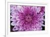 Purple Mum II-Erin Berzel-Framed Photographic Print