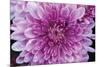 Purple Mum II-Erin Berzel-Mounted Photographic Print