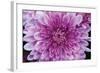 Purple Mum II-Erin Berzel-Framed Photographic Print