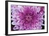 Purple Mum II-Erin Berzel-Framed Photographic Print