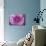 Purple Mum II-Erin Berzel-Mounted Photographic Print displayed on a wall