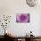 Purple Mum II-Erin Berzel-Mounted Photographic Print displayed on a wall