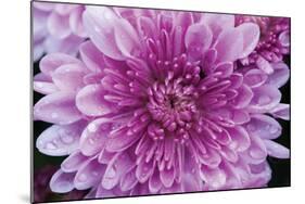 Purple Mum II-Erin Berzel-Mounted Photographic Print