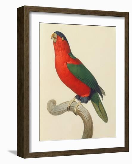 Purple-Naped Lory-Jacques Barraband-Framed Giclee Print