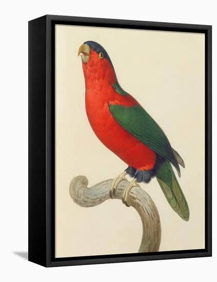 Purple-Naped Lory-Jacques Barraband-Framed Stretched Canvas