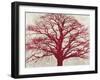 Purple Oak-Alessio Aprile-Framed Giclee Print