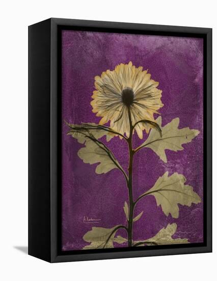 Purple Opus Chrysanthemum-Albert Koetsier-Framed Stretched Canvas