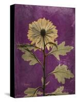 Purple Opus Chrysanthemum-Albert Koetsier-Stretched Canvas