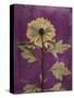 Purple Opus Chrysanthemum-Albert Koetsier-Stretched Canvas