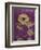 Purple Opus Chrysanthemum-Albert Koetsier-Framed Art Print