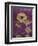 Purple Opus Chrysanthemum-Albert Koetsier-Framed Art Print