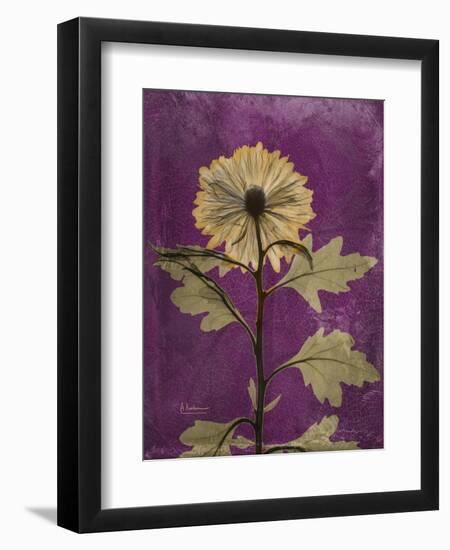 Purple Opus Chrysanthemum-Albert Koetsier-Framed Art Print