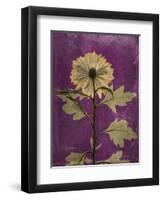 Purple Opus Chrysanthemum-Albert Koetsier-Framed Art Print