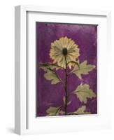 Purple Opus Chrysanthemum-Albert Koetsier-Framed Art Print