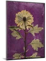 Purple Opus Chrysanthemum-Albert Koetsier-Mounted Art Print