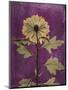 Purple Opus Chrysanthemum-Albert Koetsier-Mounted Art Print