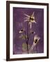 Purple Opus Columbine-Albert Koetsier-Framed Art Print