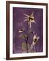 Purple Opus Columbine-Albert Koetsier-Framed Art Print