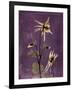 Purple Opus Columbine-Albert Koetsier-Framed Art Print