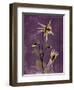 Purple Opus Columbine-Albert Koetsier-Framed Art Print