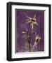 Purple Opus Columbine-Albert Koetsier-Framed Art Print